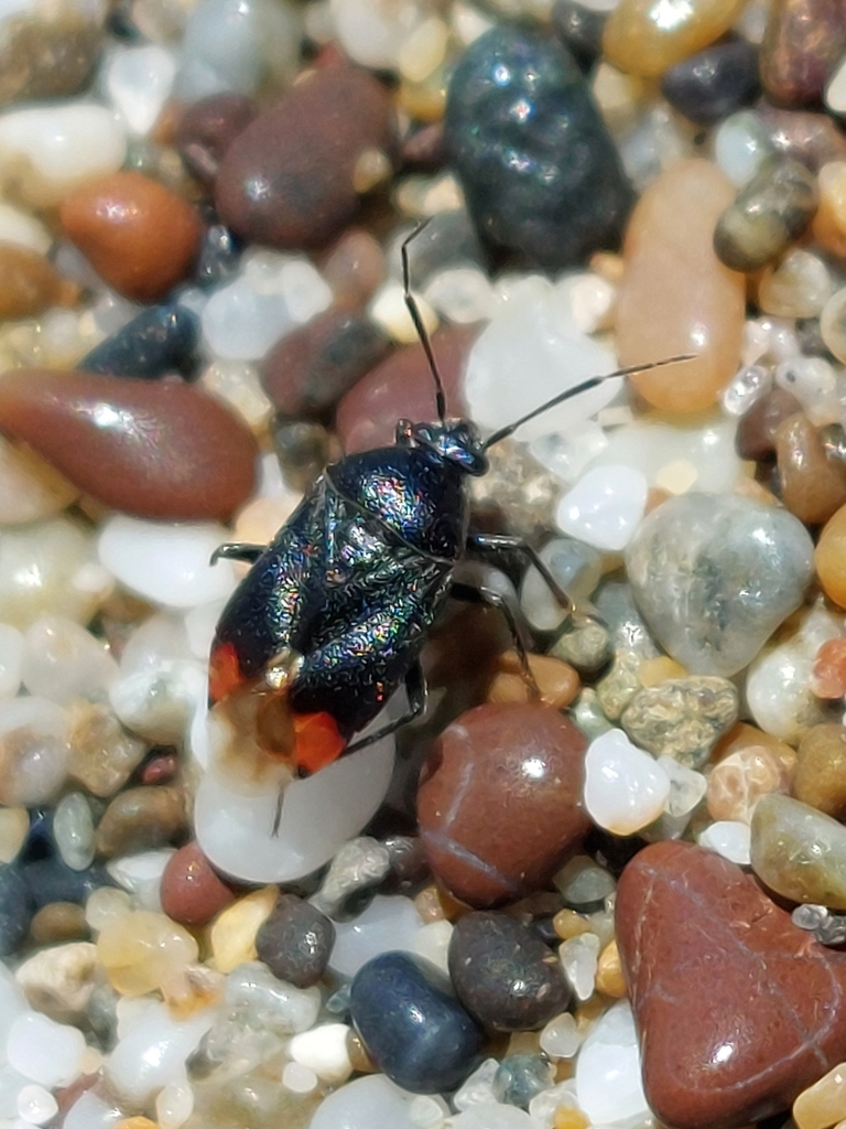 Lygus abroniae