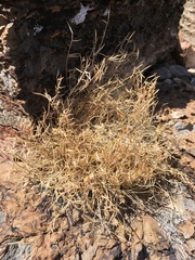 Astragalus panamintensis