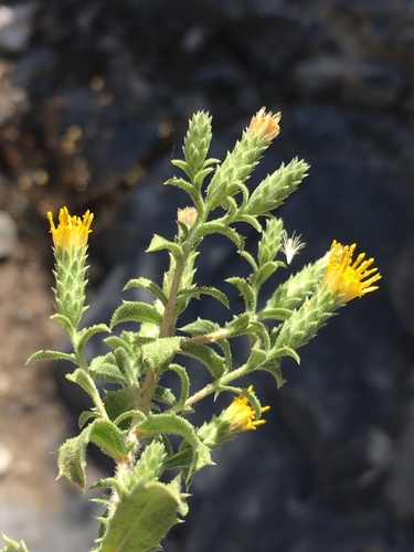 Image of Hazardia brickellioides by (c) Matt Berger, some rights reserved (CC BY)