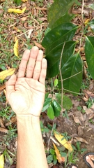 Phanocloidea muricata