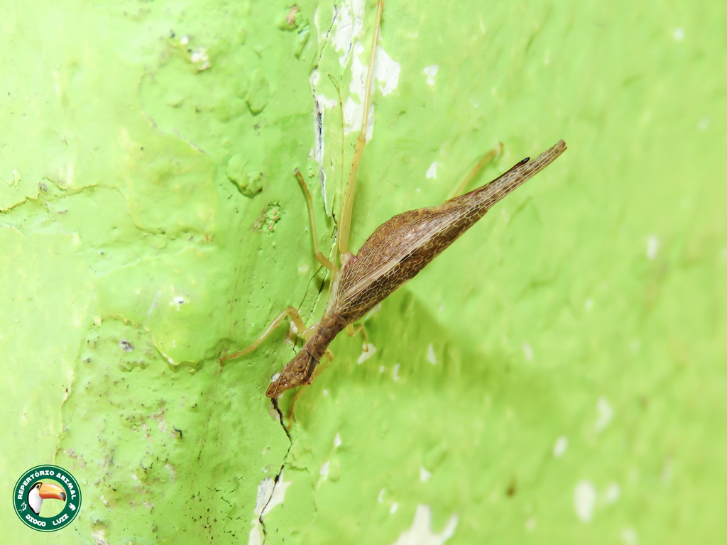 Neoxabea brevipes