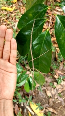 Phanocloidea muricata