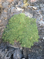 Petrophytum caespitosum caespitosum