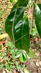 Phanocloidea muricata