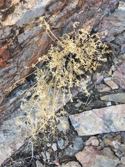 Lomatium parryi