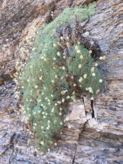 Petrophytum caespitosum caespitosum