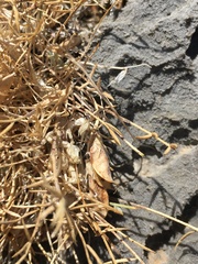 Astragalus panamintensis