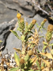 Hazardia brickellioides