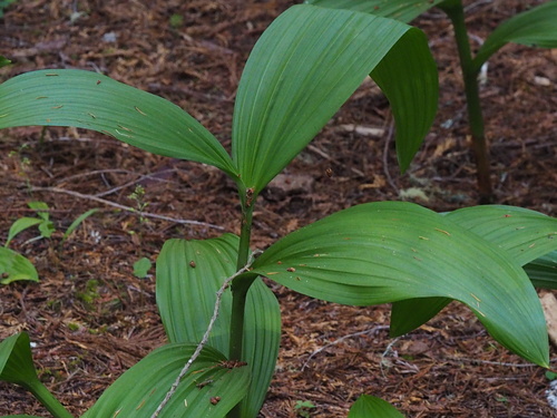 Fringed False Hellebore foliage