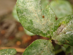 Erysiphe trifoliorum