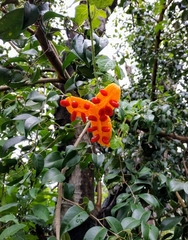 Momordica charantia