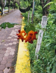 Momordica charantia