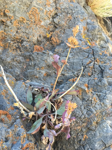 Image of Penstemon calcareus by (c) Matt Berger, some rights reserved (CC BY)