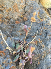 Penstemon calcareus