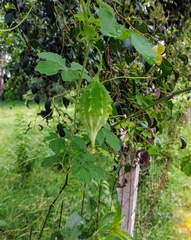 Momordica charantia