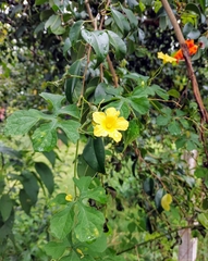 Momordica charantia