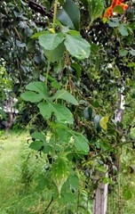 Momordica charantia