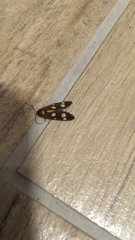 Dysauxes famula