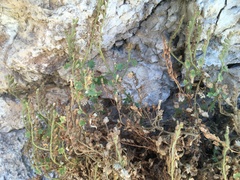 Phacelia perityloides