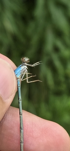 Blue-fronted Dancer photo 4