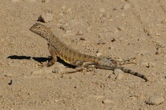Callisaurus draconoides rhodostictus