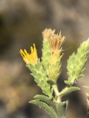 Hazardia brickellioides