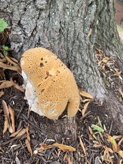 Pseudoinonotus
