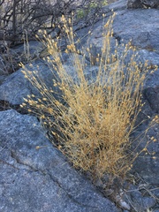 Eremogone macradenia