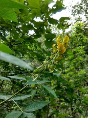 Crotalaria micans