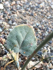 Eriogonum hoffmannii hoffmannii