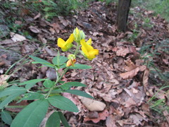 Crotalaria micans