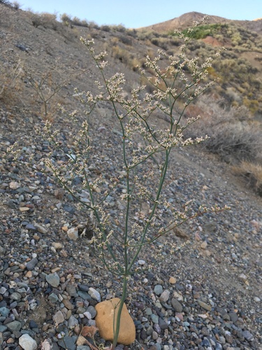Image of Eriogonum hoffmannii by (c) Matt Berger, some rights reserved (CC BY)