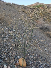 Eriogonum hoffmannii hoffmannii