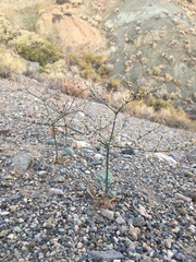 Eriogonum hoffmannii hoffmannii