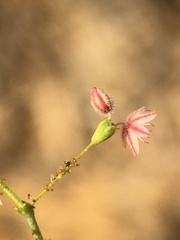 Eriogonum glandulosum