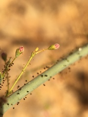 Eriogonum glandulosum