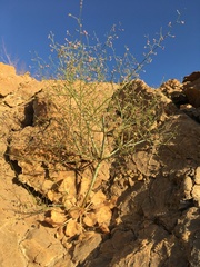 Eriogonum glandulosum