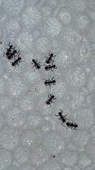 Cyphomyrmex rimosus