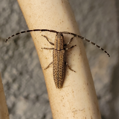 Dorcasta cinerea (Horn, 1860)