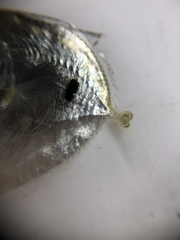 Selene setapinnis