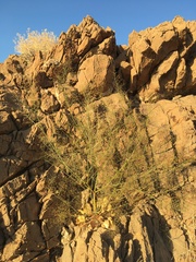 Eriogonum glandulosum