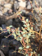 Euphorbia parishii