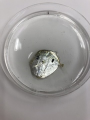 Selene setapinnis