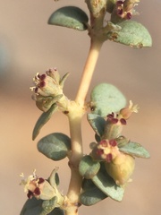 Euphorbia parishii