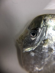 Selene setapinnis