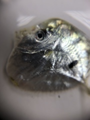 Selene setapinnis