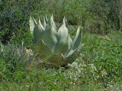 Agave asperrima