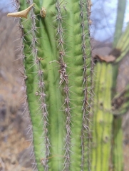 Pilosocereus alensis, photograph (c) Adrian Bojorquez, some rights reserved (CC BY-SA)