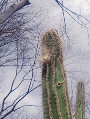 Pilosocereus alensis, photograph (c) Adrian Bojorquez, some rights reserved (CC BY-SA)