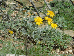 Picradeniopsis